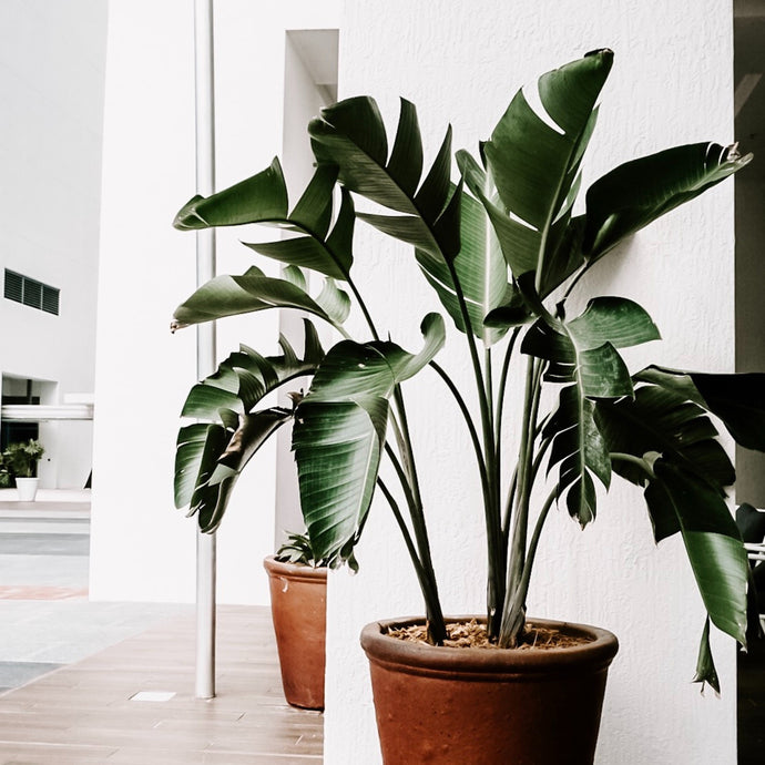 5 Indoor Plants That Do Well in Indirect Light