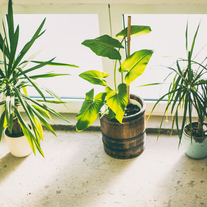 5 Ways You Might Be Harming Your Indoor Plants