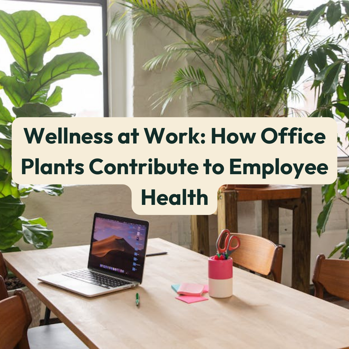 Wellness at Work: How Office Plants Contribute to Employee Health