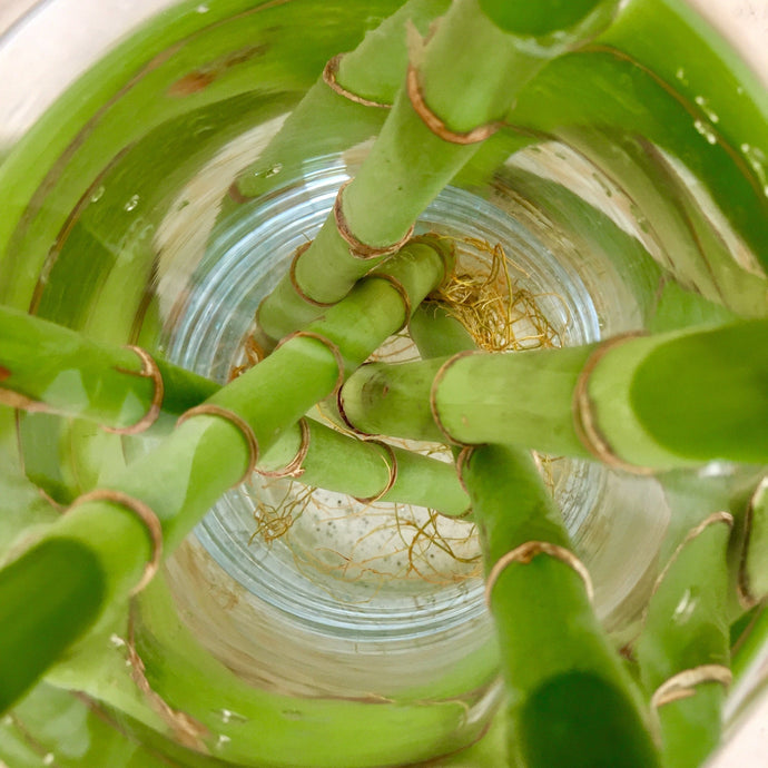 8 Indoor Plants You Can Grow in Water