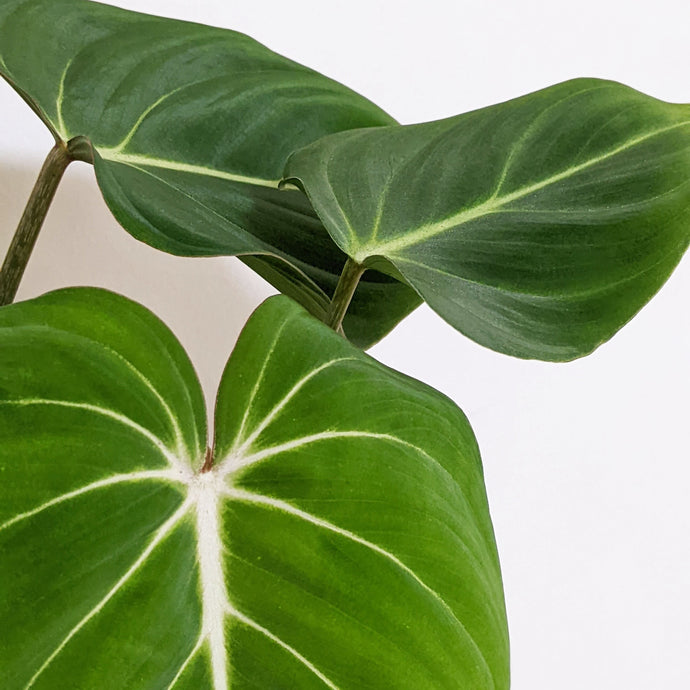 8 Rare Indoor Plants and How to Care for Them