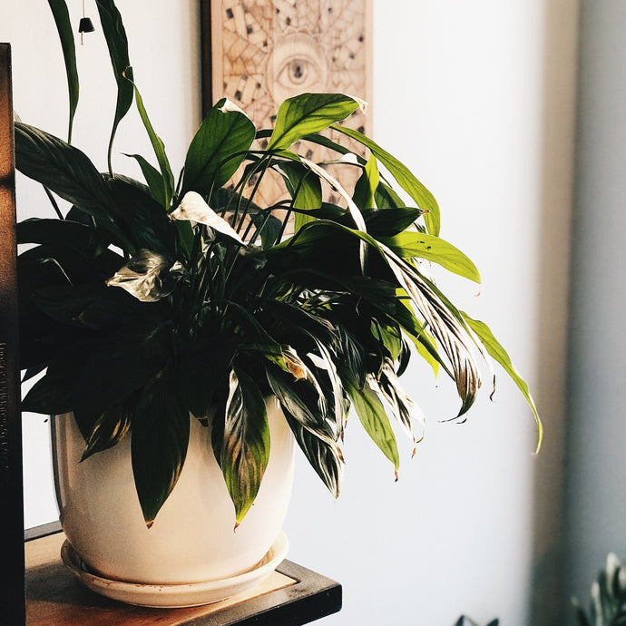 Tips on Caring for Your Peace Lily Plant