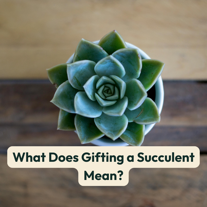 What Does Gifting a Succulent Mean?