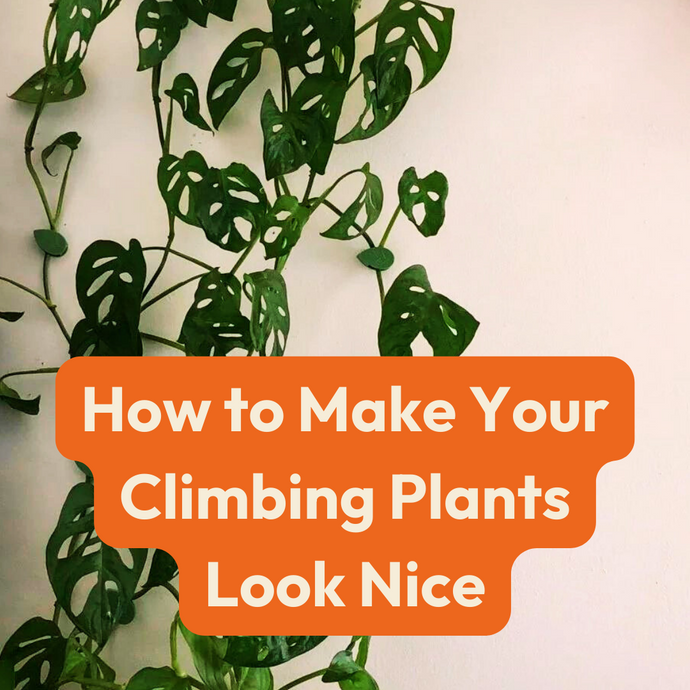 How to Make Your Climbing Plants Look Nice