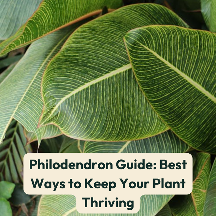 Philodendron Guide: Best Ways to Keep Your Plant Thriving