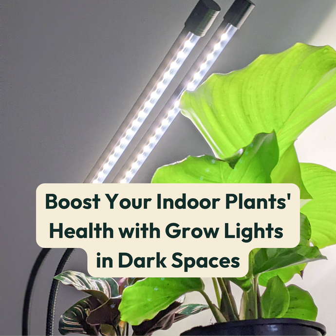 Boost Your Indoor Plants' Health with Grow Lights in Dark Spaces