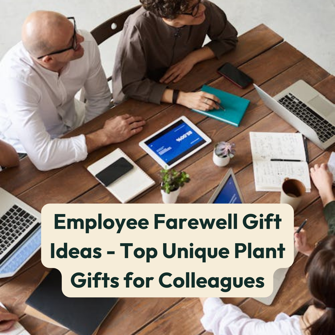 Employee Farewell Gift Ideas - Top Unique Plant Gifts for Colleagues