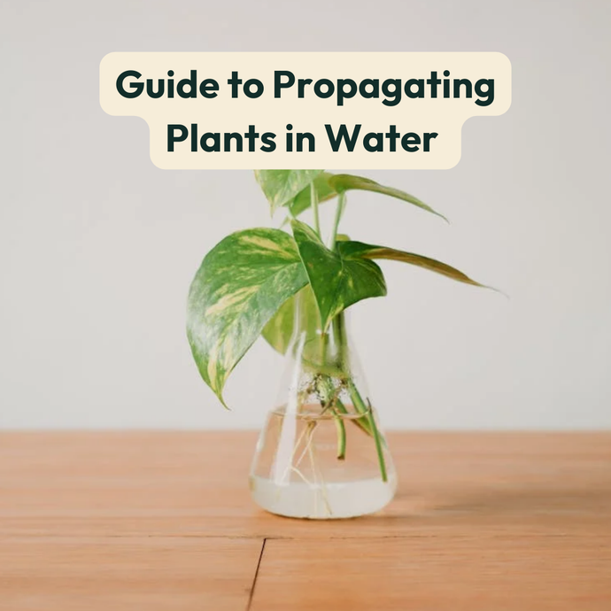 Guide to Propagating Plants in Water