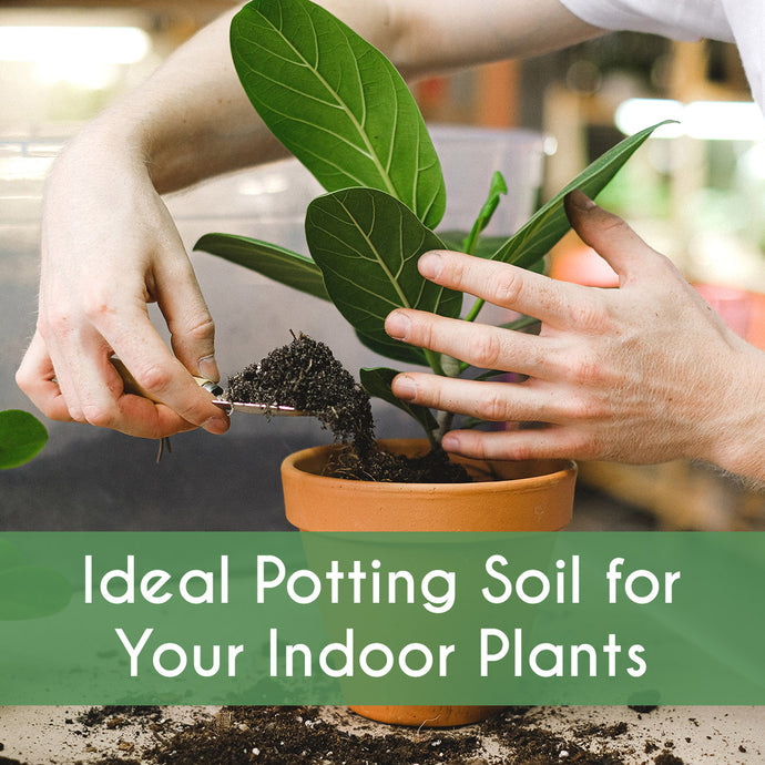 Ideal Potting Soil for Your Indoor Plants
