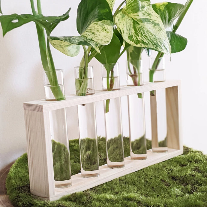 Why You Need An Indoor Plant Propagation Station