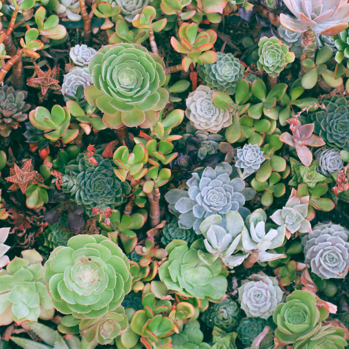 A Guide to Succulent Gardens