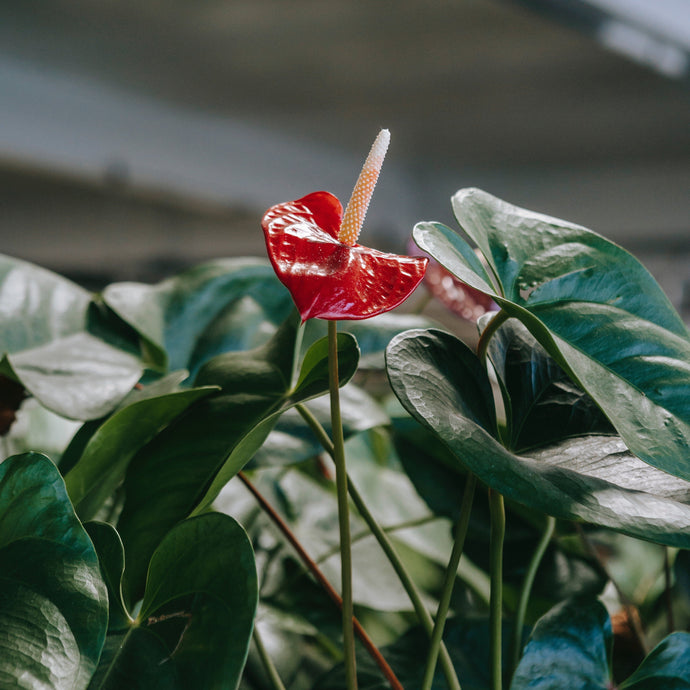 Anthurium Plant Care 101