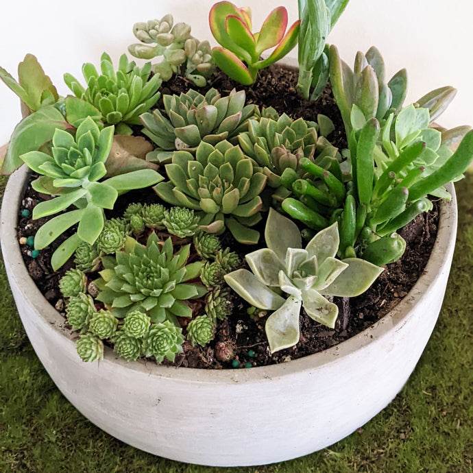 Are Succulents OK to Gift?