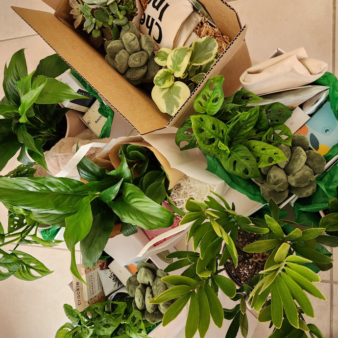 Best Plant Hampers Delivered Across Greater Sydney