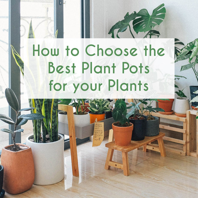 How to Choose the Best Plant Pots for your Plants