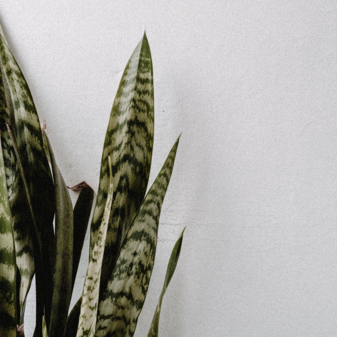 Caring for a Snake Plant / Mother-in-Law's Tongue / Sansevieria