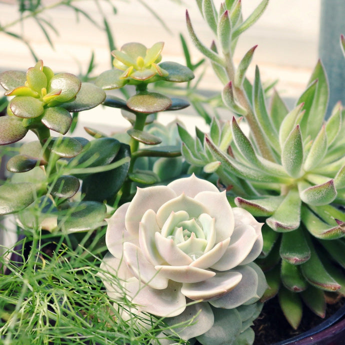 Five Mistakes People Usually Make with Succulents