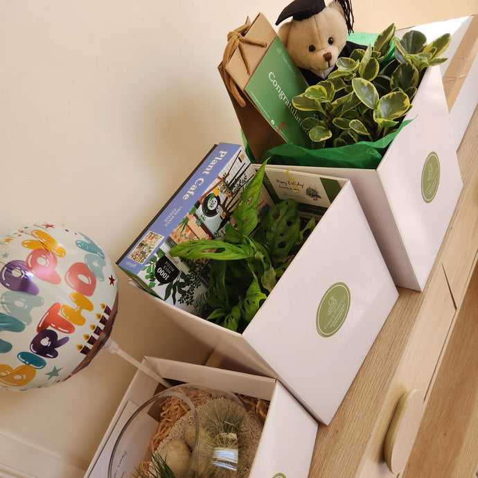 Gifting with Plants: A Sustainable and Thoughtful Option