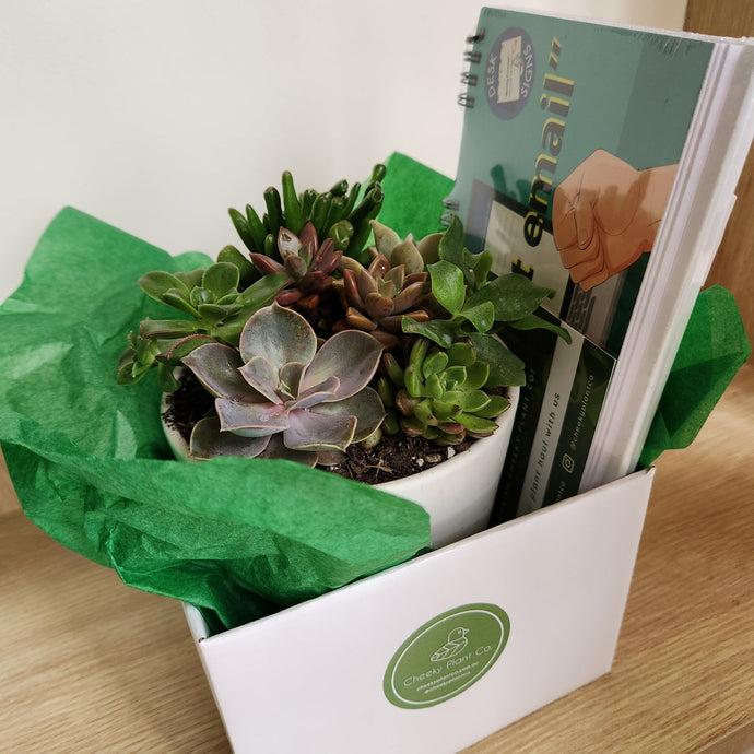 Gifts That Are Perfect for Succulent Lovers