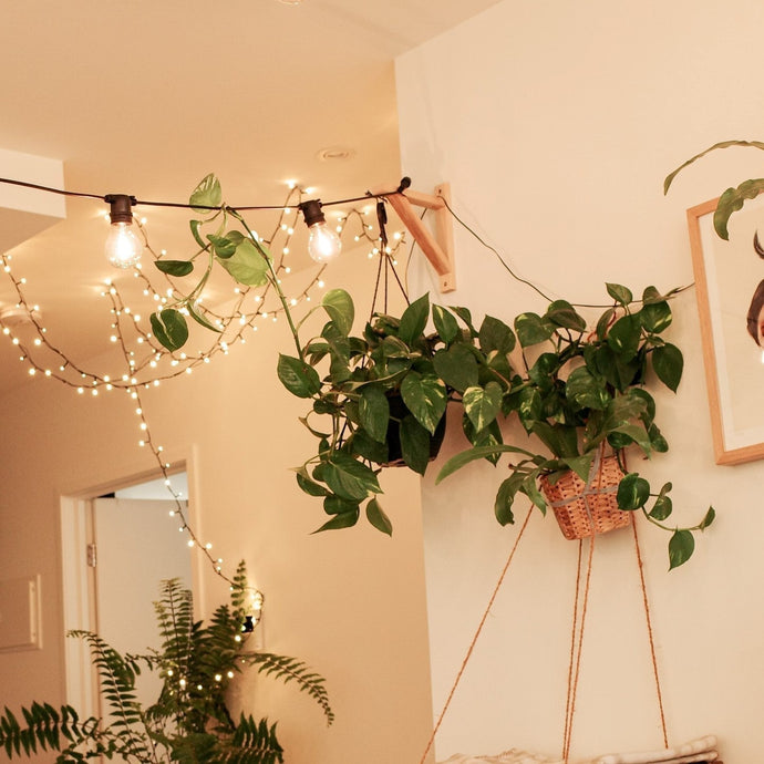 How to Care for a Devil's Ivy / Golden Pothos / Epipremnum aureum