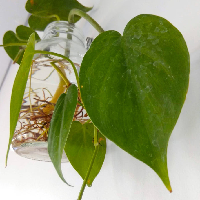 How to Care for a Heart Leaf Philodendron