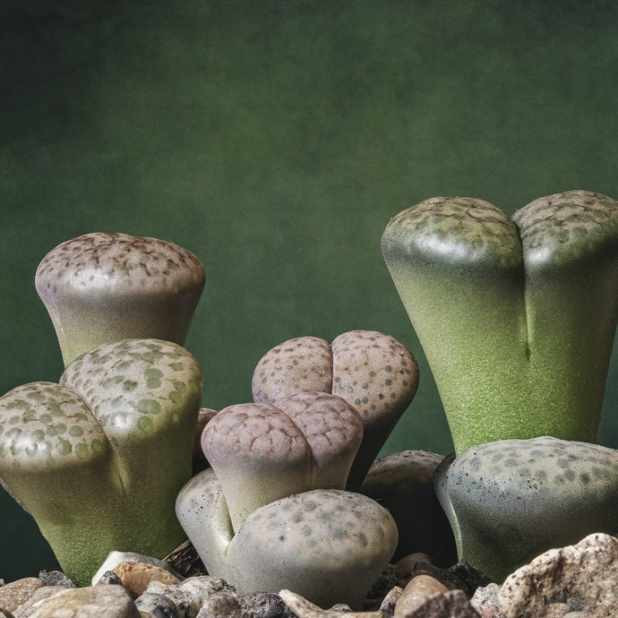 How To Care for a Lithops