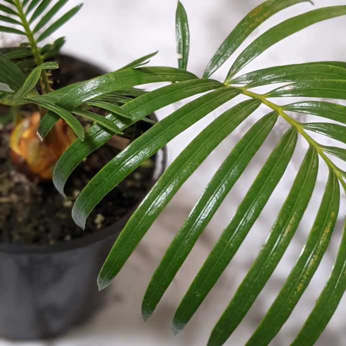 How to Care for a Sago Palm