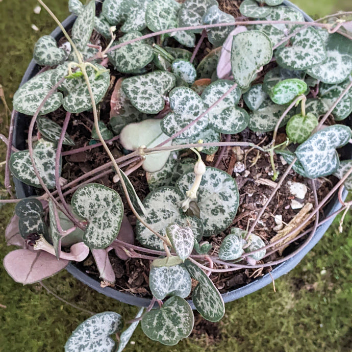 How To Care for A String of Hearts Plant