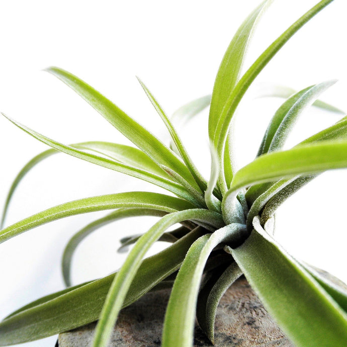 How To Care for a Tillandsia