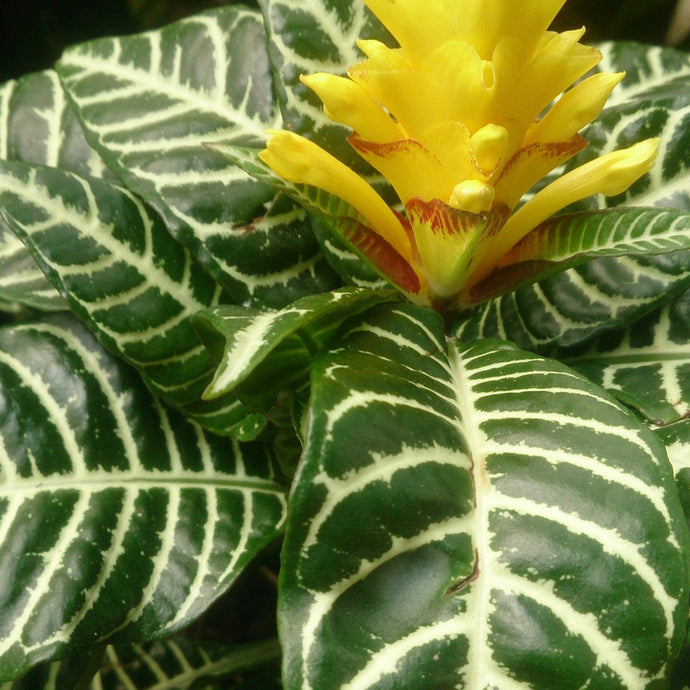 How To Care for a Zebra Plant (Aphelandra squarrosa)