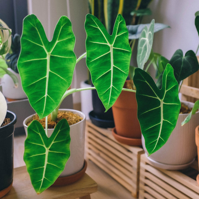 How To Care for An Alocasia