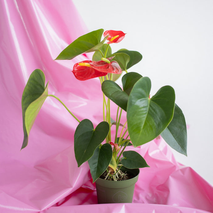 How To Care for An Anthurium Plant