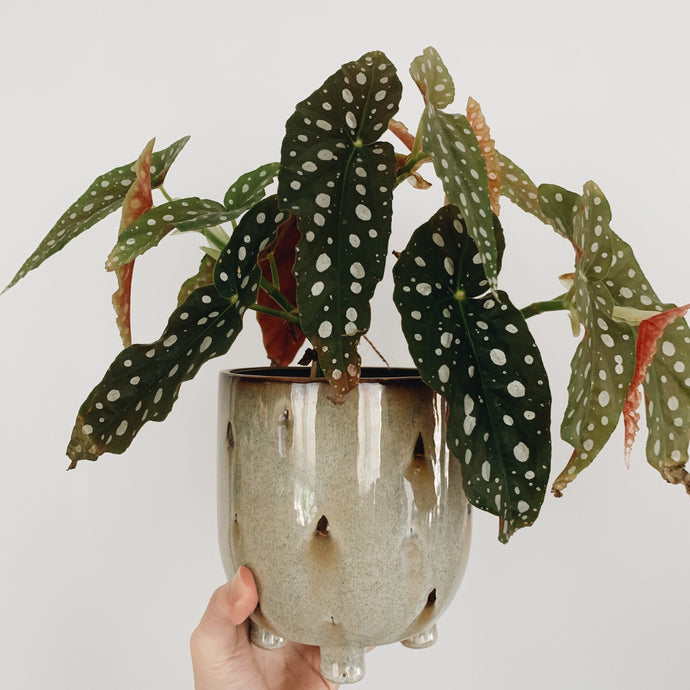 How to Care for Begonia Plants