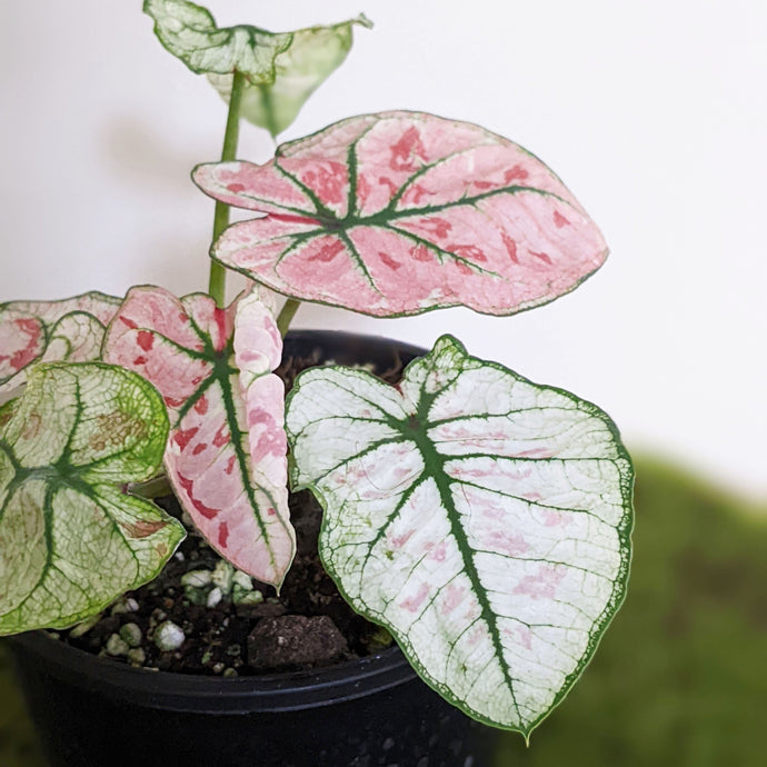 How to Care for Caladiums