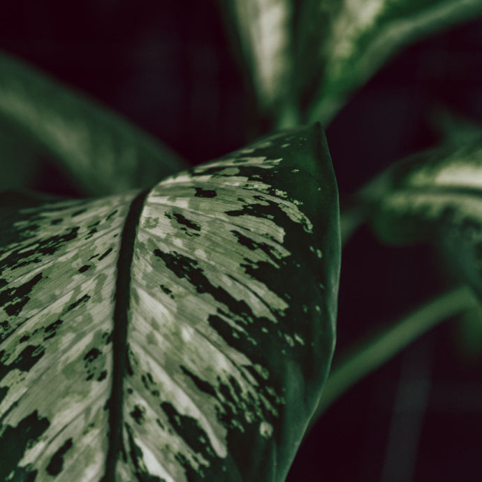 How to Care for Dieffenbachia (Dumb Cane Plant)