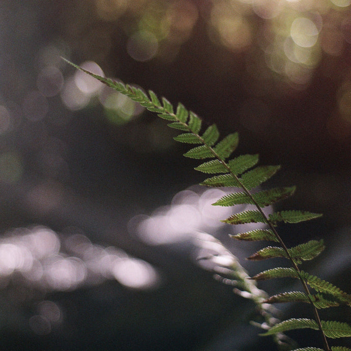 How to Care for Kimberley Queen Ferns