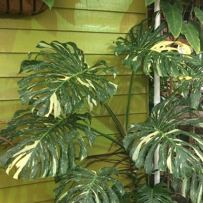 How to Care for Variegated Plants