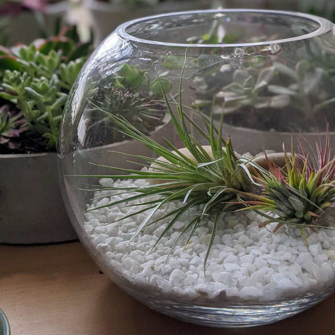 How to Display Your Air Plants