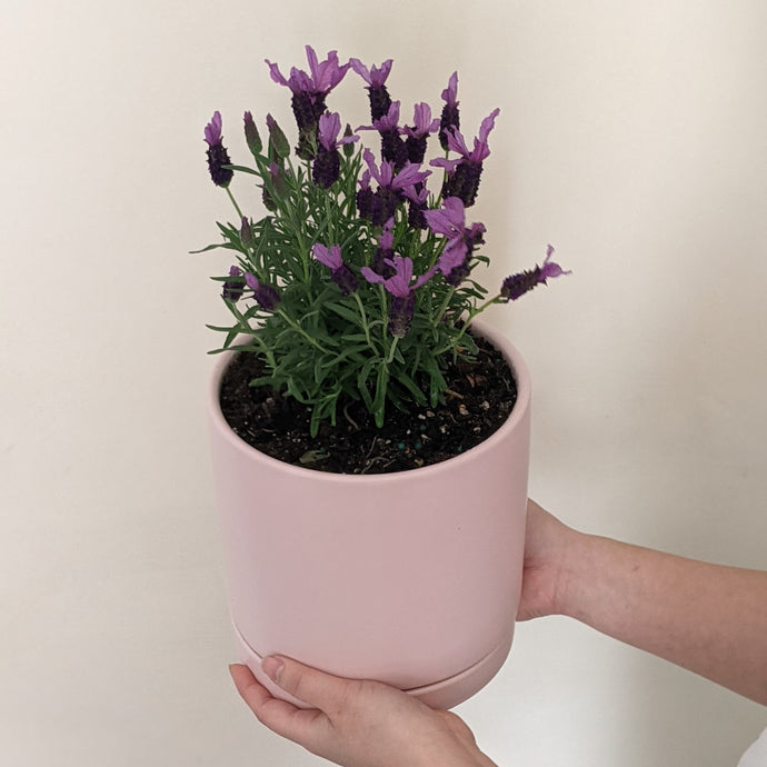 How To Grow Lavender Indoors