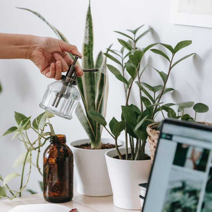 How to Increase Humidity for Your Houseplants