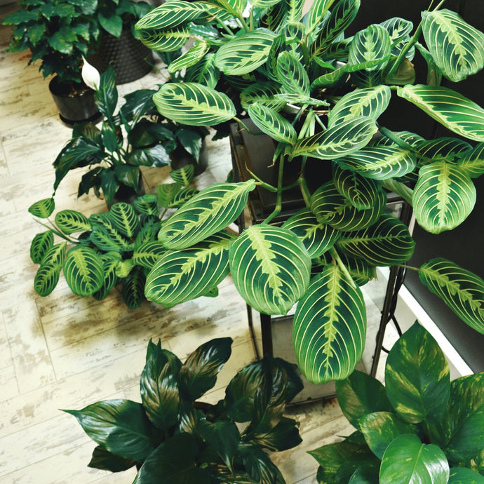 How to Keep Indoor Plants Alive While You're on Holidays