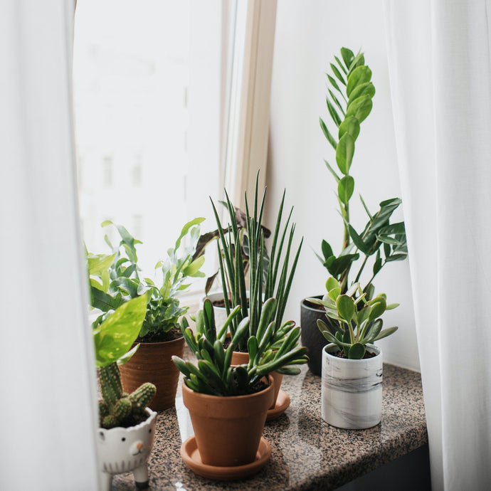 How to Know If Your Houseplants Need More Light