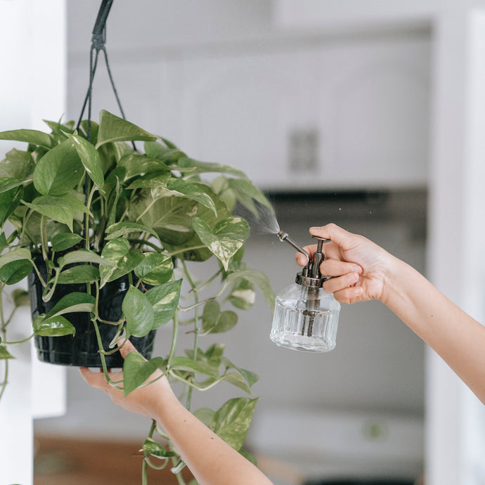 How to Maintain Hanging Plants