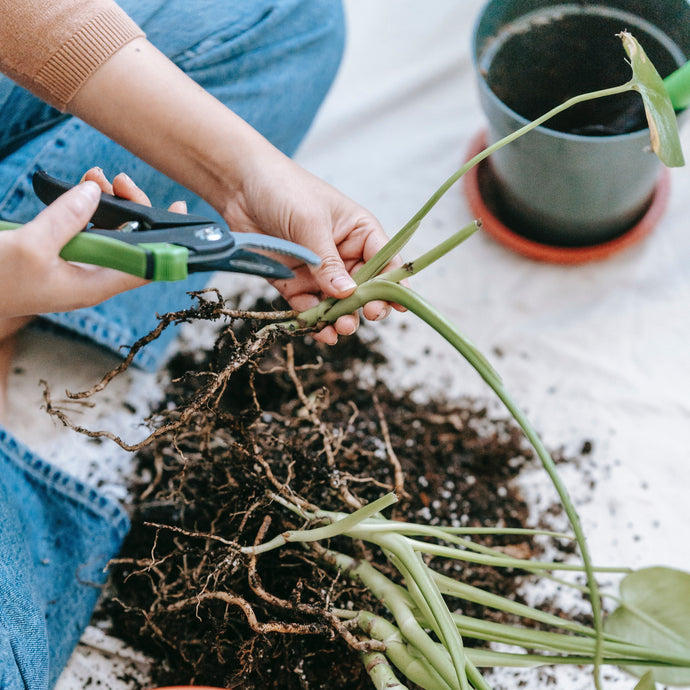 How to Prune Your Indoor Plants