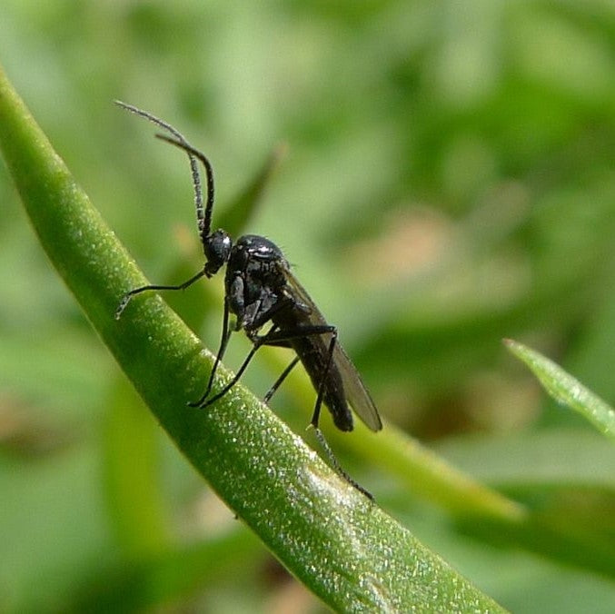 How To Remove Fungus Gnats from Your Houseplants