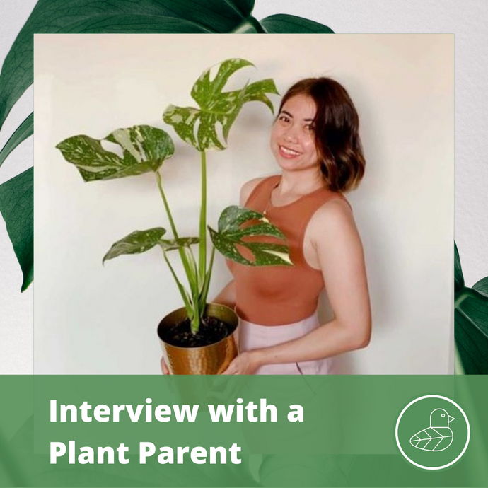 Interview with a Plant Paren: Yaz