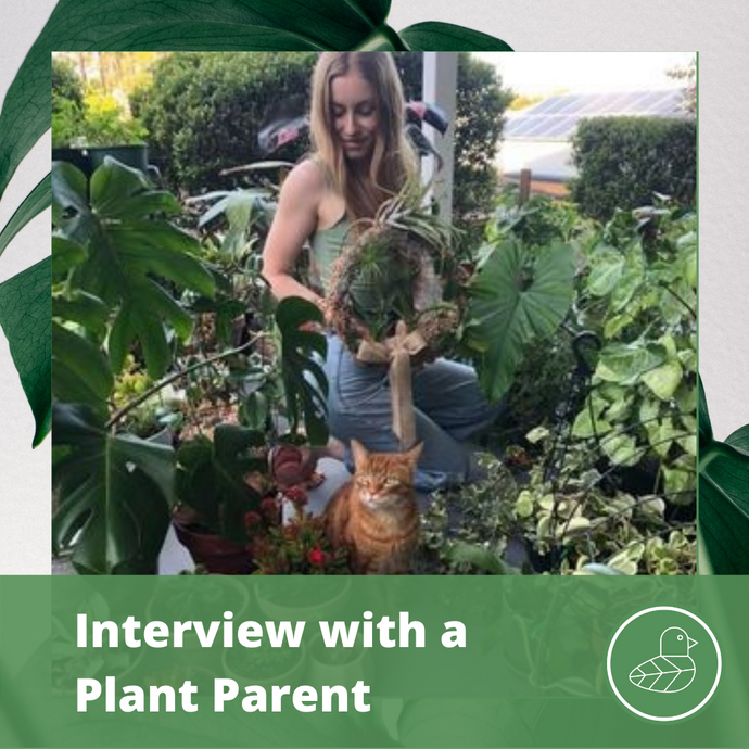 Interview with a Plant Parent: Cherish