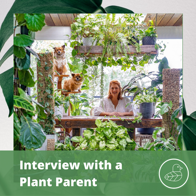 Interview with a Plant Parent: Kate