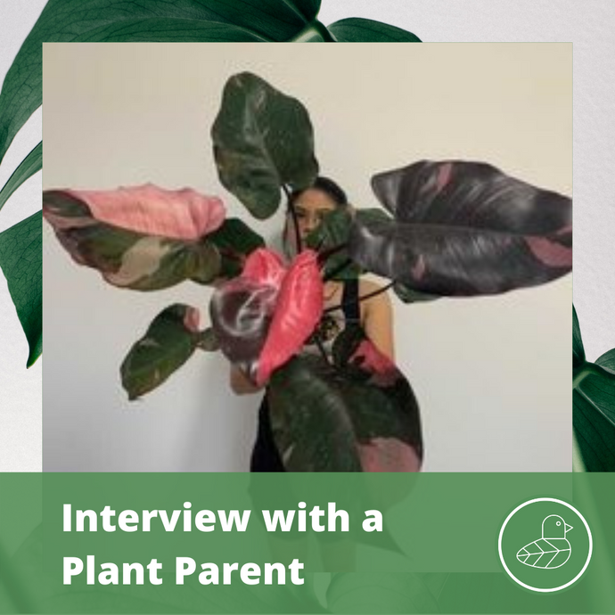 Interview with a Plant Parent: Mavis