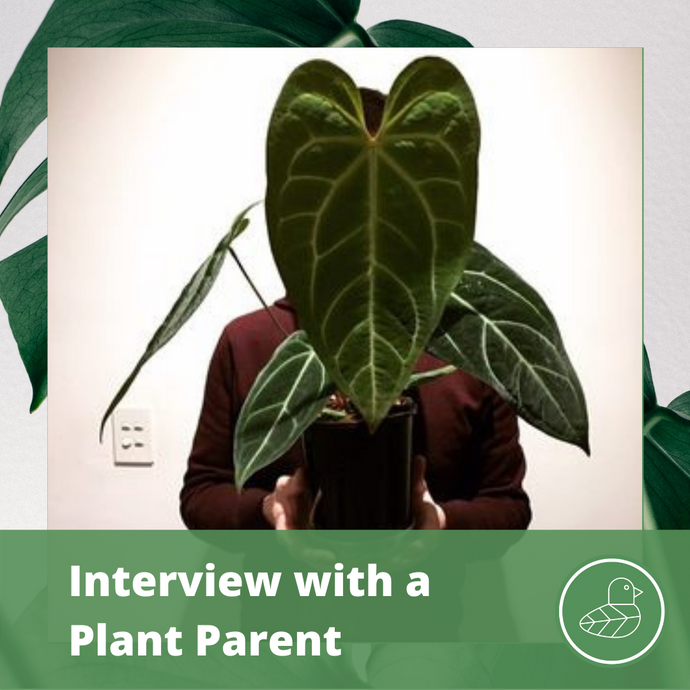 Interview with a Plant Parent: Tirto